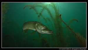 Special Pike Fish upload I by Michel Lonfat 
